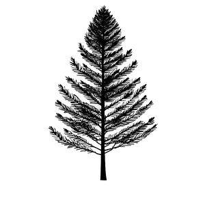 Evergreen Tree Silhouette Vector PNG Hwj PNG