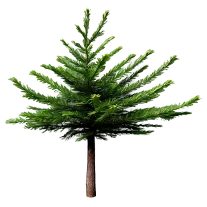 Evergreen Tree Texture PNG Vge51