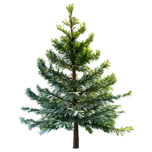 Evergreen Trees PNG 05042024