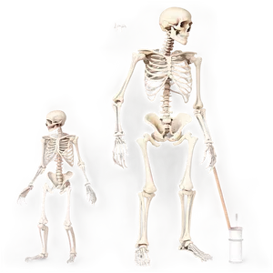 Evolution Of The Skeletal System PNG 41 PNG