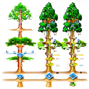 Evolution Tree Diagram PNG 05242024