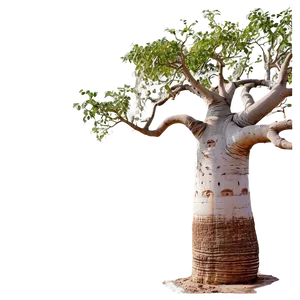 "exotic Baobab Tree PNG" Sbs21