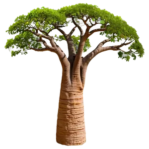 "exotic Baobab Tree PNG" Wdu