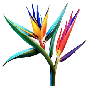 Exotic Bird Of Paradise Plant Png 78 PNG image