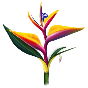 Exotic Bird Of Paradise PNG Yev81 PNG