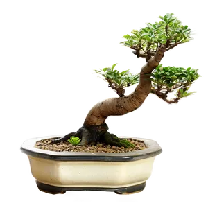 Exotic Bonsai Tree PNG 06202024