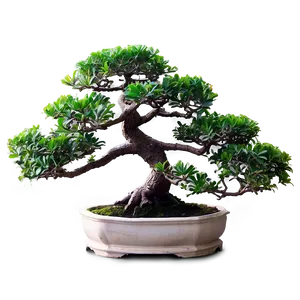 Exotic Bonsai Tree Png 10 PNG image