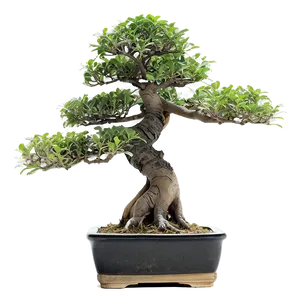 Exotic Bonsai Tree PNG Nrx67 PNG