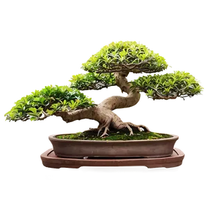 Exotic Bonsai Tree Png Odg43 PNG image