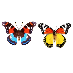Exotic Butterfly Display PNG Ikf PNG