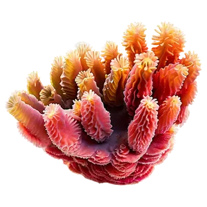 Exotic Coral Species Png 05242024 PNG image