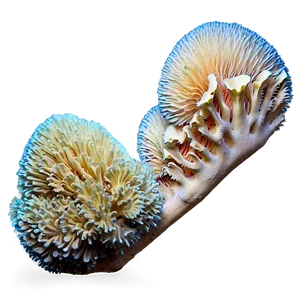 Exotic Coral Species Png 40 PNG image
