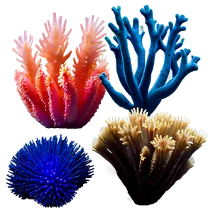Exotic Coral Species Png Qhk53 PNG image