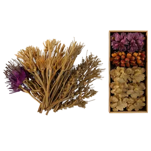 Exotic Dried Flowers Collection Png Req PNG image