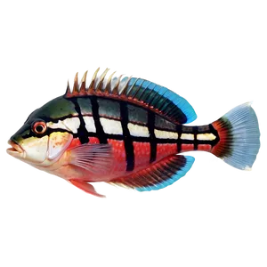 Exotic Fish Species Png 78 PNG image