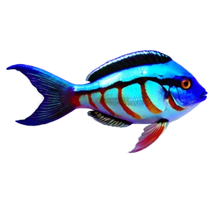 Exotic Fish Transparent PNG Qse PNG