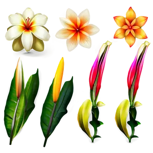 Exotic Flowers Collection PNG Dmr61