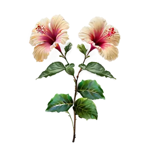 Exotic Hibiscus Png 05232024 PNG image