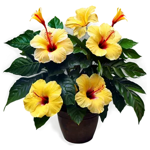 Exotic Hibiscus PNG Fkp