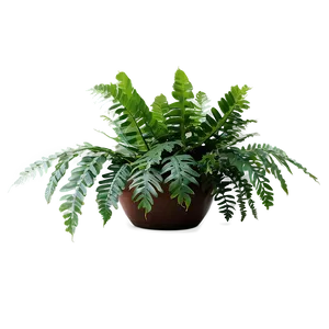 Exotic Indoor Ferns PNG Hou79 PNG