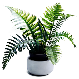 Exotic Indoor Ferns Png Tet47 PNG image