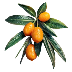 Exotic Kumquat Png 06252024 PNG image