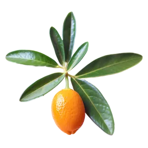 Exotic Kumquat Png 81 PNG image