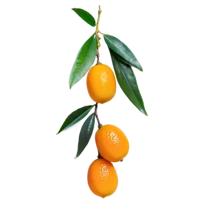 Exotic Kumquat PNG Uan85 PNG