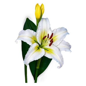 Exotic Lily Flower PNG 06272024