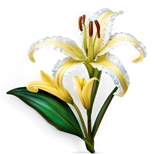 Exotic Lily Flower PNG 53
