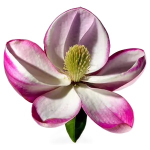 Exotic Magnolia Flower Png 06252024 PNG image