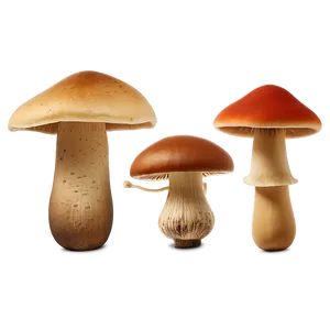 Exotic Mushrooms Png Lwu PNG image