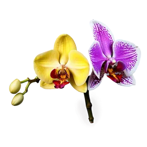 Exotic Orchid Png 13 PNG image