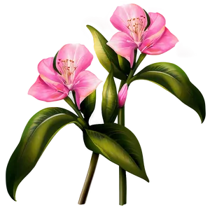 Exotic Pink Flower Illustration PNG 1