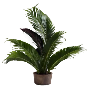 Exotic Plants Png 05042024 PNG image