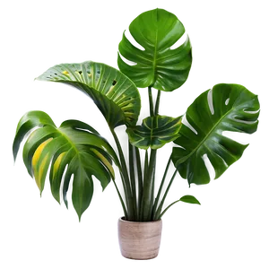 Exotic Plants Png Mut PNG image