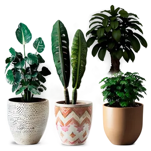 Exotic Potted Plants Collection Png 72 PNG image