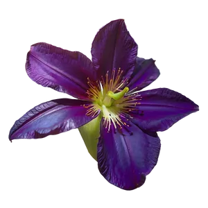 Exotic Purple Bloom PNG 98 PNG