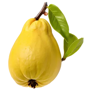 Exotic Quince Species Png 80 PNG image