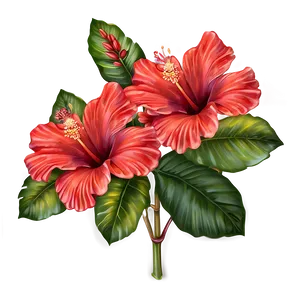 Exotic Red Hibiscus Flowers Png Guq3 PNG image