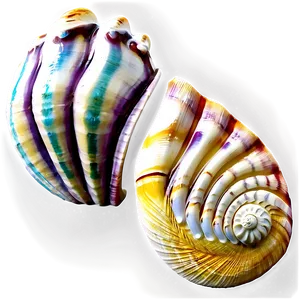 Exotic Seashells Set Png 06132024 PNG image