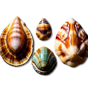 Exotic Shells Closeup Png 06212024 PNG image