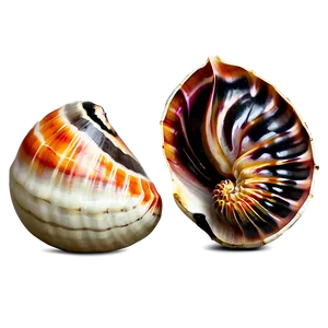 Exotic Shells Closeup Png 06212024 PNG image