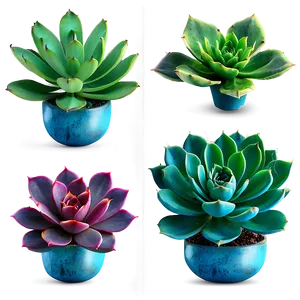 Exotic Succulents Assortment Png 06212024 PNG image