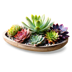 Exotic Succulents Assortment Png 4 PNG image