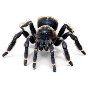 Exotic Tarantula Species Png 33 PNG image