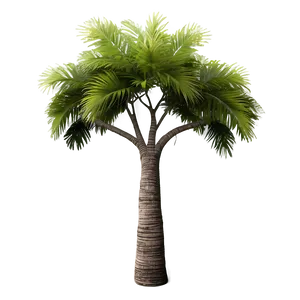 Exotic Tree Elevation PNG 46