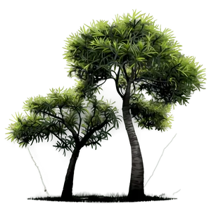 Exotic Tree Elevation PNG Lhk