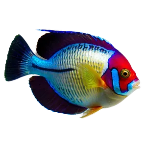 Exotic Tropical Fish PNG Xnk40 PNG
