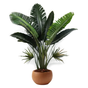 Exotic Tropical Plant Png 69 PNG image